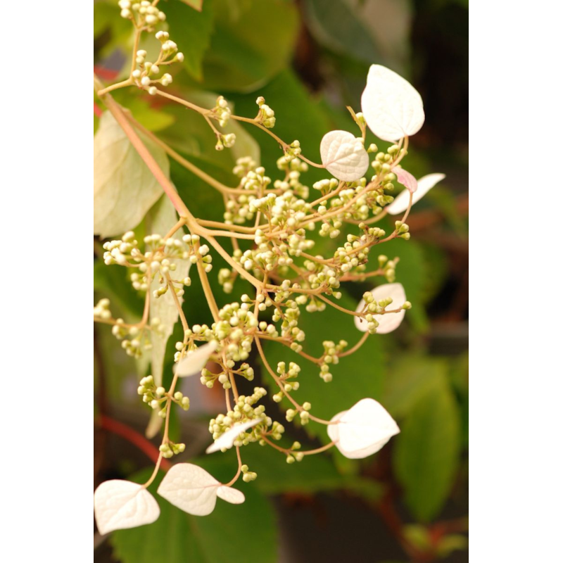 Roué Pépinières - Hydrangea seemanii taille du pot - en pot de 3 litres