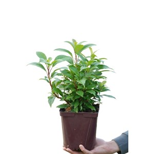 Hydrangea seemanii taille du pot - en po