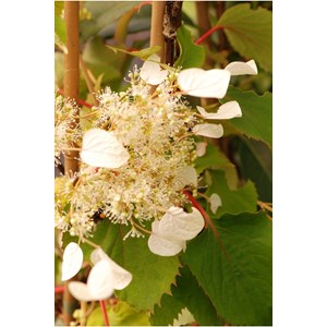 Hydrangea seemanii taille du pot - en po