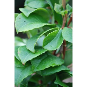 Hydrangea seemanii taille du pot - en po