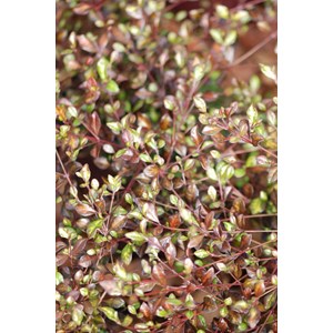 Lophomyrtus 'fire dragon' taille du pot