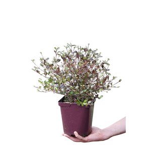 Lophomyrtus 'fire dragon' taille du pot