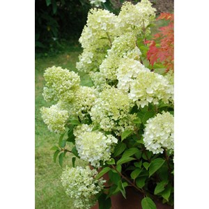 Hortensia 'lemonlight ?' taille du pot -
