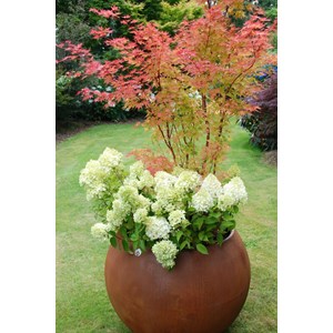 Hortensia 'lemonlight ?' taille du pot -