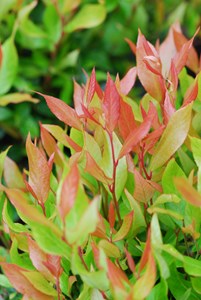 Leucothoe 'little flames' taille du pot - en pot de 5 litres