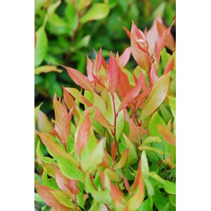 Leucothoe 'little flames' taille du pot