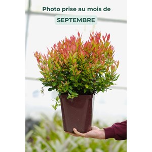 Leucothoe 'little flames' taille du pot