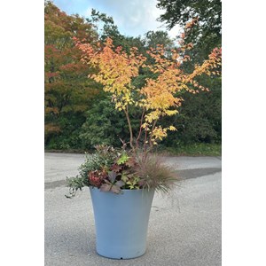 Leucothoe 'little flames' taille du pot