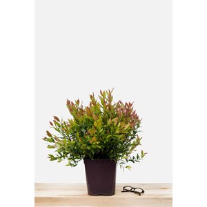 Leucothoe 'little flames' taille du pot