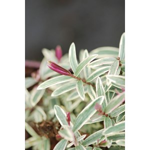 Véronique arbustive 'colour dream' taille du pot - en pot de 3 litres