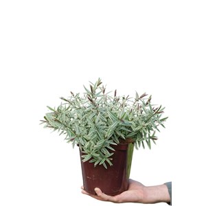 Véronique arbustive 'colour dream' tail