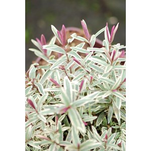 Véronique arbustive 'colour dream' tail