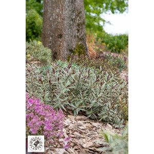 Véronique arbustive 'colour dream' tail