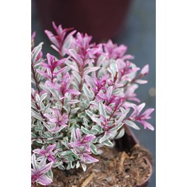 Véronique arbustive 'black magic' taill