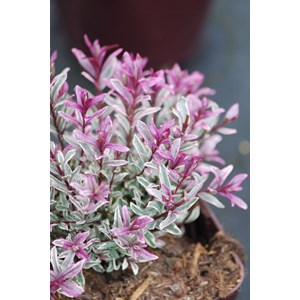 Véronique arbustive 'black magic' taille du pot - en pot de 3 litres