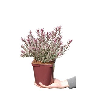 Véronique arbustive 'black magic' taill