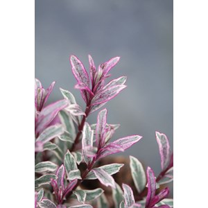 Véronique arbustive 'black magic' taill