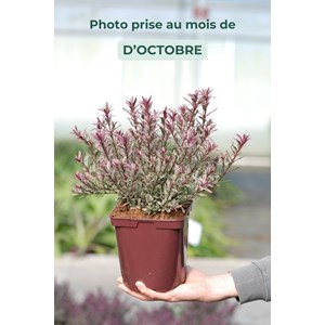 Véronique arbustive 'black magic' taill