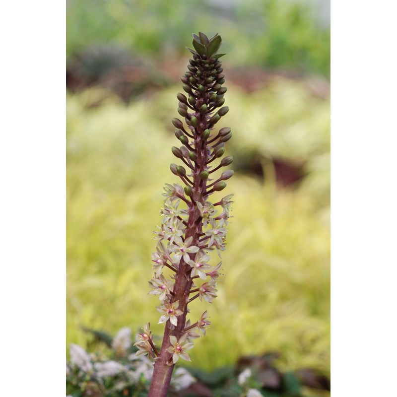 Plante ananas 'safari adventure' taille du pot - en pot de 3 litres