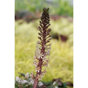 Plante ananas 'safari adventure' taille