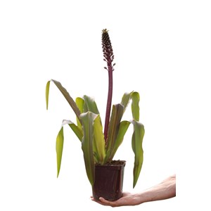 Plante ananas 'safari adventure' taille