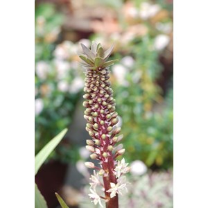 Plante ananas 'safari adventure' taille