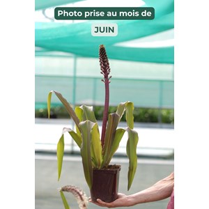Plante ananas 'safari adventure' taille