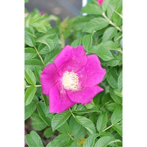 Rosier rugueux 'angelia eglantine' ? Taille du pot - en pot de 3 litres