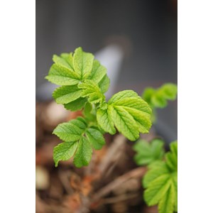 Rosier rugueux 'angelia eglantine' ? Tai