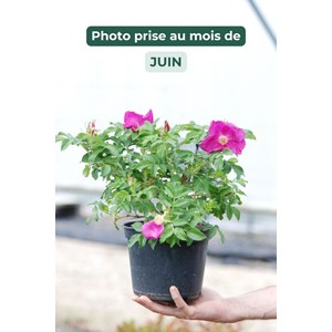 Rosier rugueux 'angelia eglantine' ? Tai
