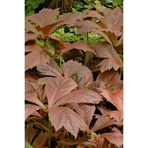 Rodgersie à feuilles de podophylle 'braunlaub' taille du pot - en pot de 3 litr