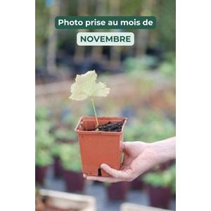 Rodgersie à feuilles de podophylle 'bra