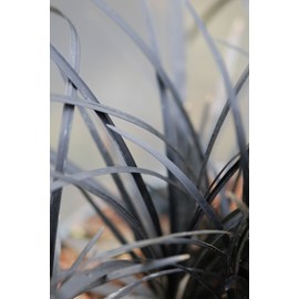 Ophiopogon black dragon' taille du pot