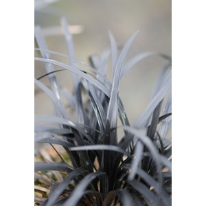 Ophiopogon black dragon' taille du pot