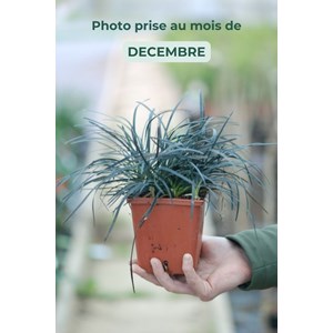 Ophiopogon black dragon' taille du pot