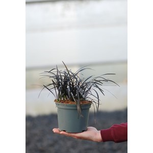 Ophiopogon black dragon' taille du pot - en pot de 2 litres