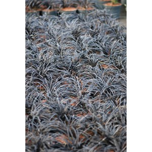 Ophiopogon black dragon' taille du pot - en pot de 2 litres