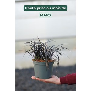 Ophiopogon black dragon' taille du pot - en pot de 2 litres