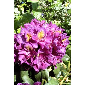 Rhododendron 'marcel menard' 15 litres t