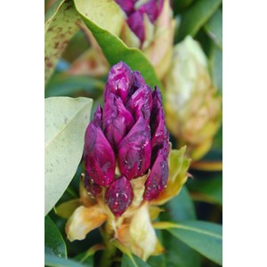 Rhododendron 'marcel menard' 15 litres t