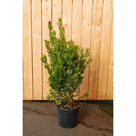 Arbousier taille du pot - en pot de 5 li