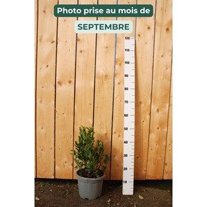 Arbousier taille du pot - en pot de 5 li