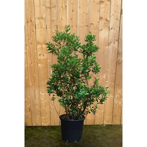 Arbousier taille du pot - en pot de 5 li