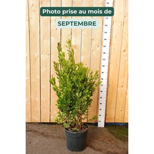 Arbousier taille du pot - en pot de 5 li