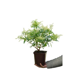 Andromède 'forest flame' taille du pot