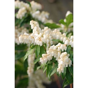 Andromède 'forest flame' taille du pot