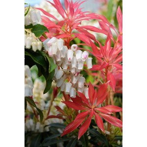 Andromède 'forest flame' taille du pot - en pot de 5 litres