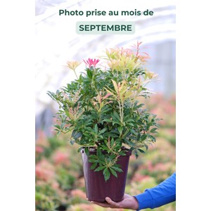 Andromède 'forest flame' taille du pot