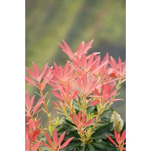 Andromède 'forest flame' taille du pot