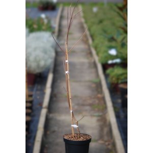 Cornouiller 'hyperion' taille du pot - e